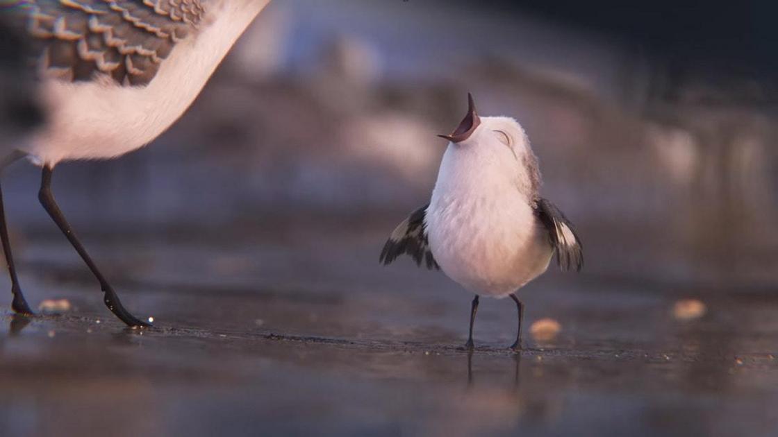 a ascensão dos filmes curtos